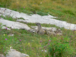 Castelloni di S.Marco - Marmotta di guardia al sentiero (vicino a Malga Fossetta)
