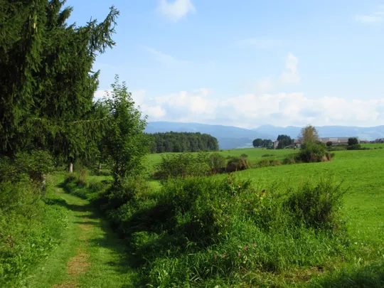 Fuori dal bosco