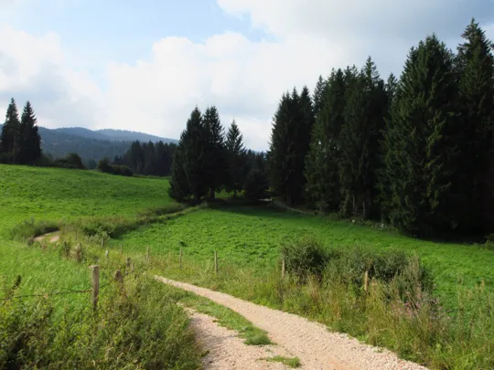 Si rientra nel bosco