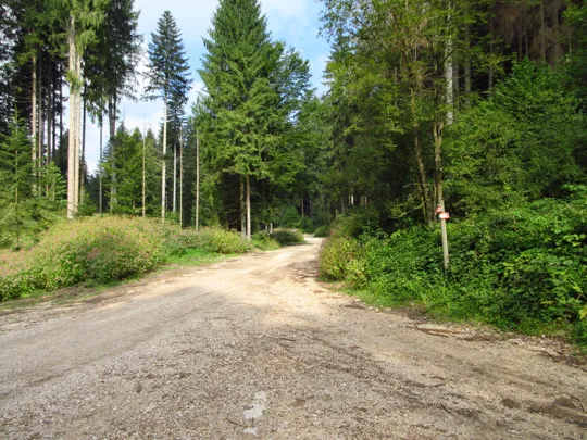 La strada per il rifugio Alpino