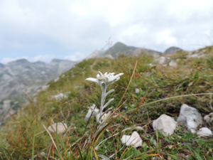 Cima Carega - stella alpina