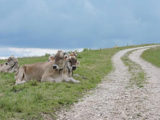 Mucche curiose controllano gli escursionisti
