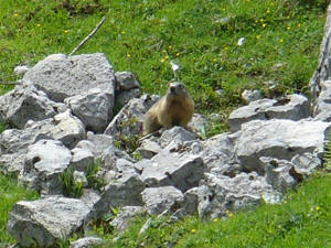 Monte Zebio - Marmotte