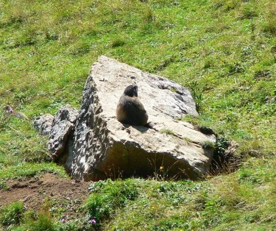 Porta Manazzo - Marmotte
