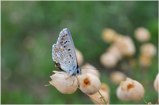 farfalla Eumedone