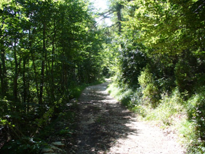 Altaburg - La strada forestale