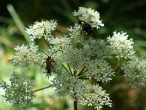 Altaburg - Fiori e insetti