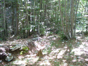 Alta Kugela - il percorso nel bosco