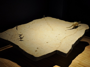 Orme Dinosauri - Riproduzione visibile al Museo Cazzetta