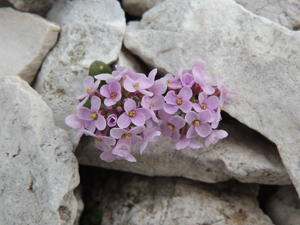 Thlaspi rotundifolium glareofite in fiore, meglio conosciuta come Erba storna a foglie rotonde